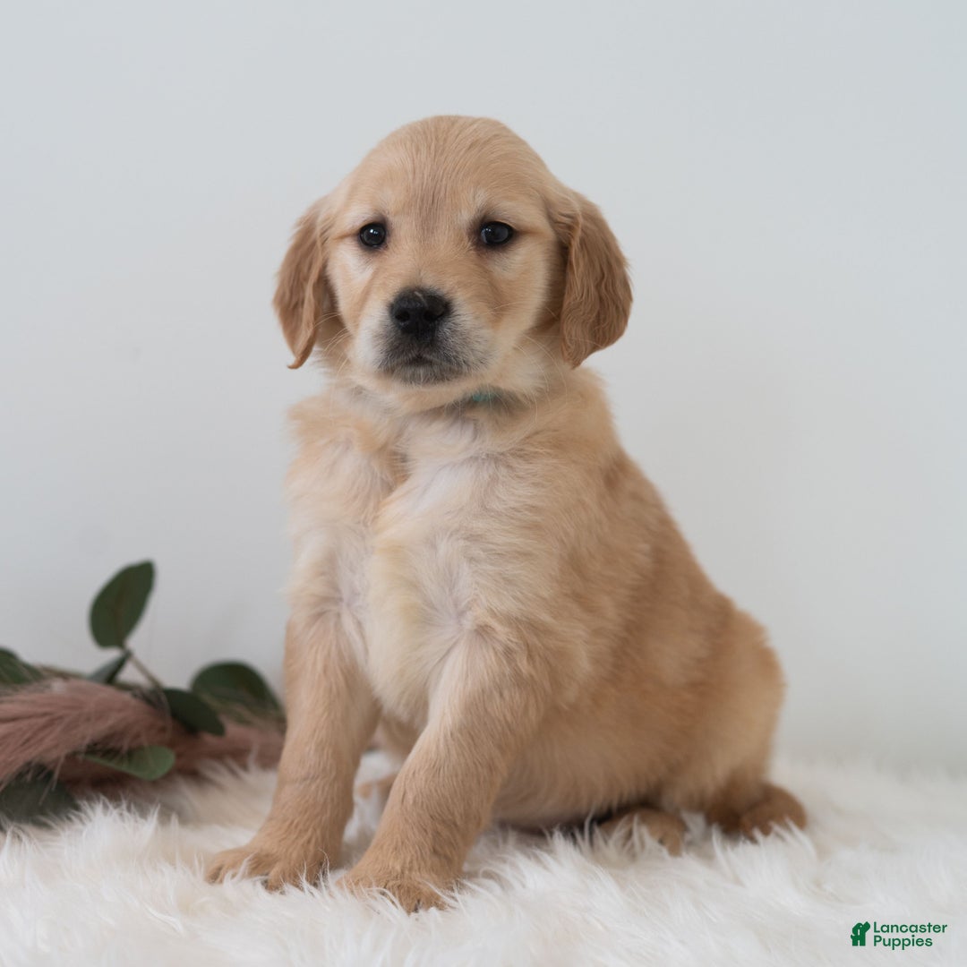Golden Retriever dogs for sale: Shyanne  - Ad 4