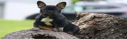 French Bulldog dogs for sale: Selene - Ad 4