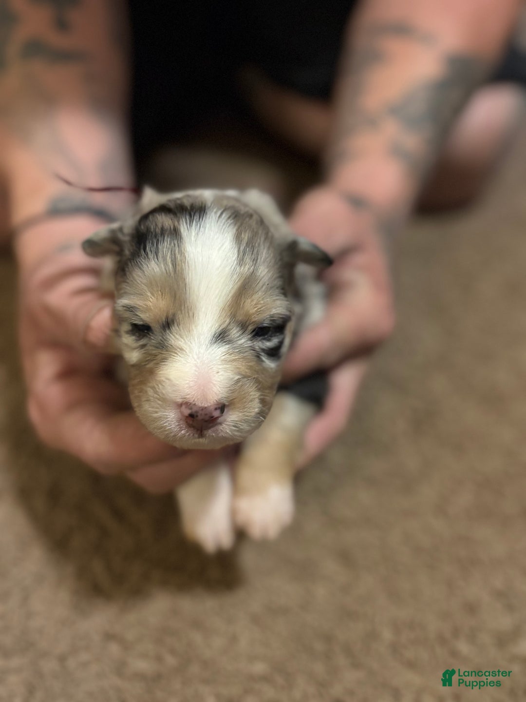 Australian Shepherd dogs for sale: Simba.  - Ad 2