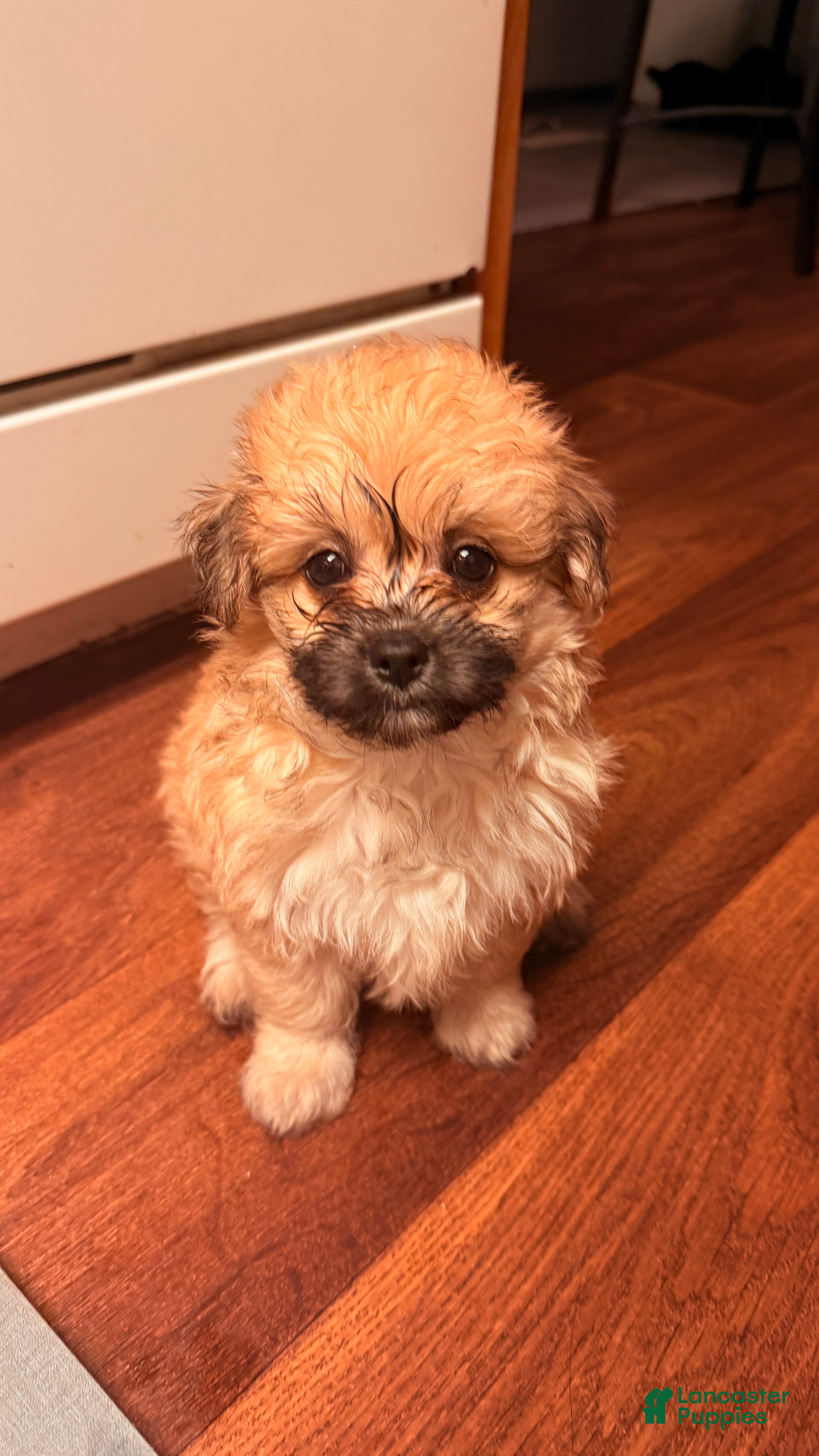 Mixed Breed dogs Brownie - Ad 31