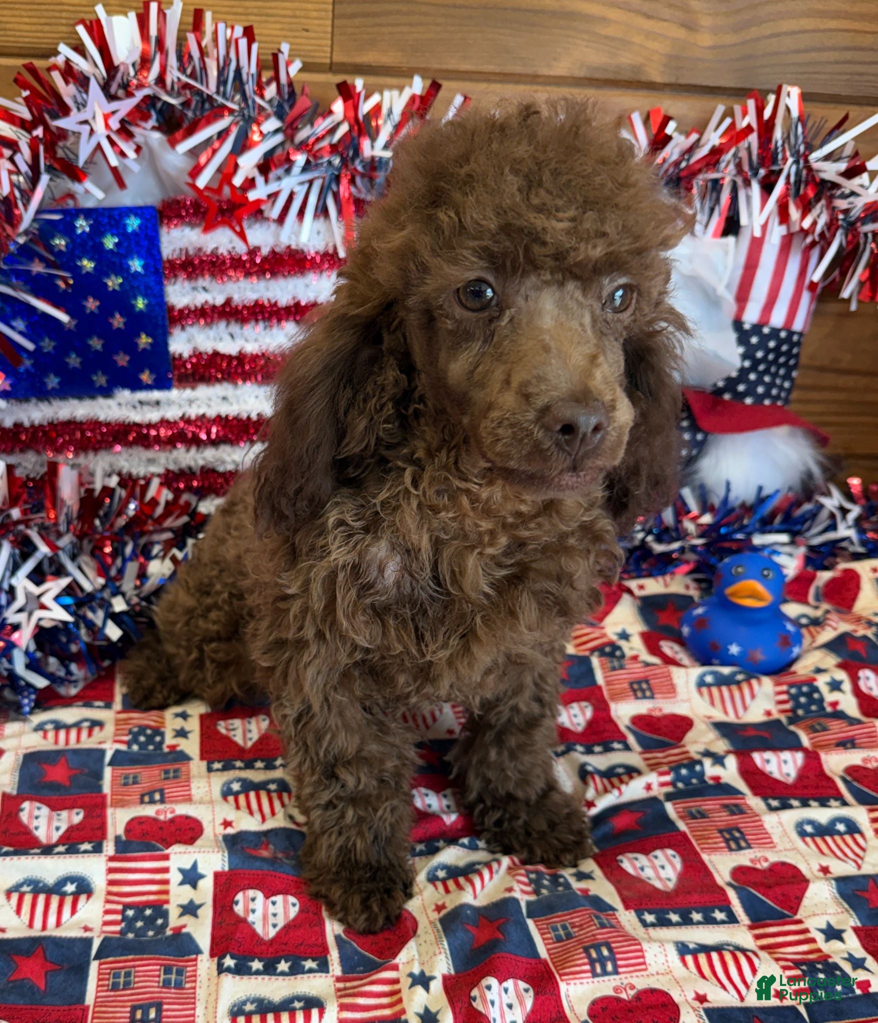 Toy Poodle dogs Hank - Ad 27