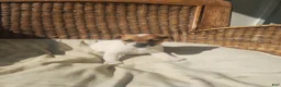 Jack Russell Terrier dogs for sale: Jack Russell Terrier 1 - Ad 4