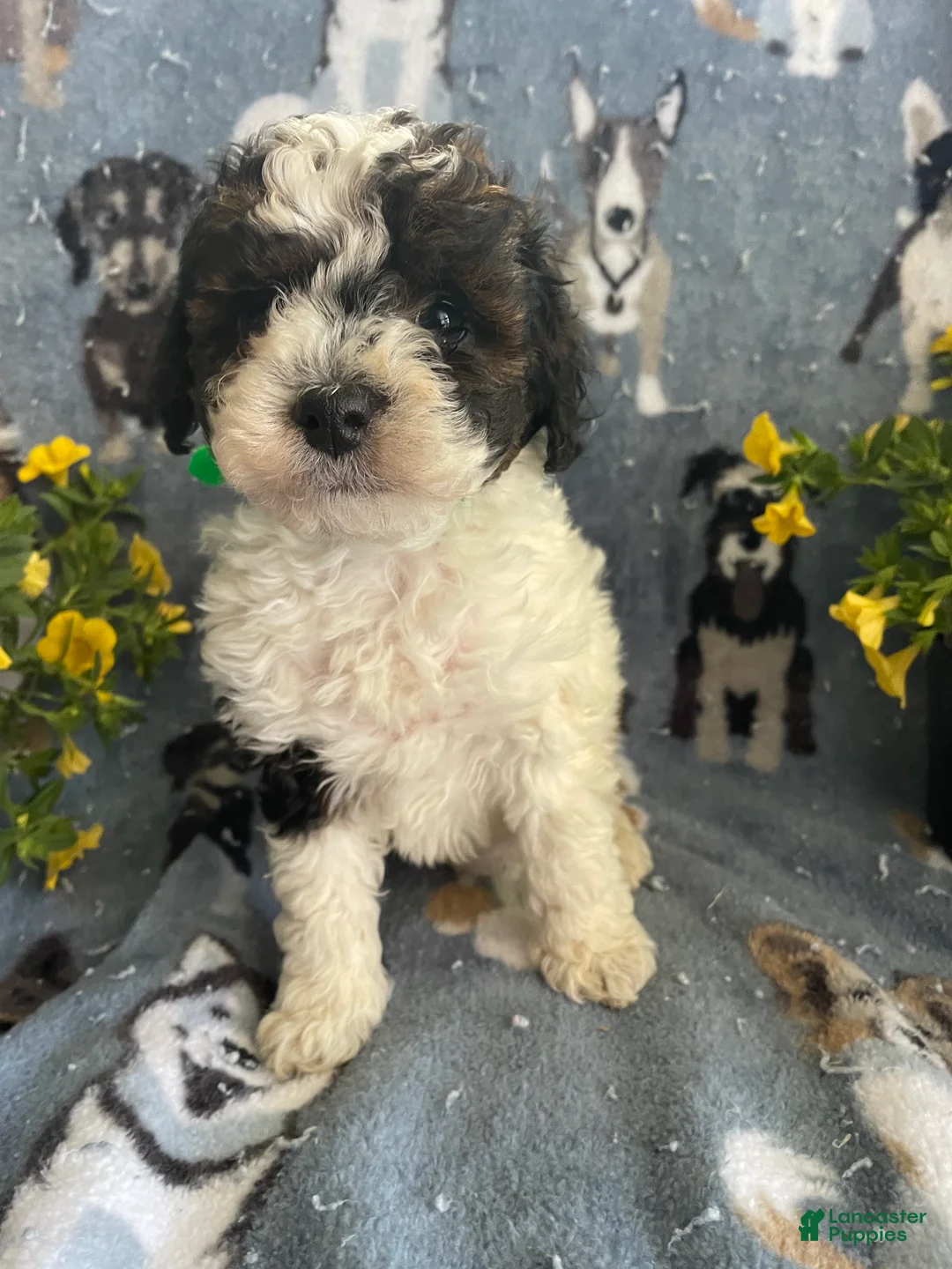 Toy Poodle dogs for sale: Bean - Ad 4