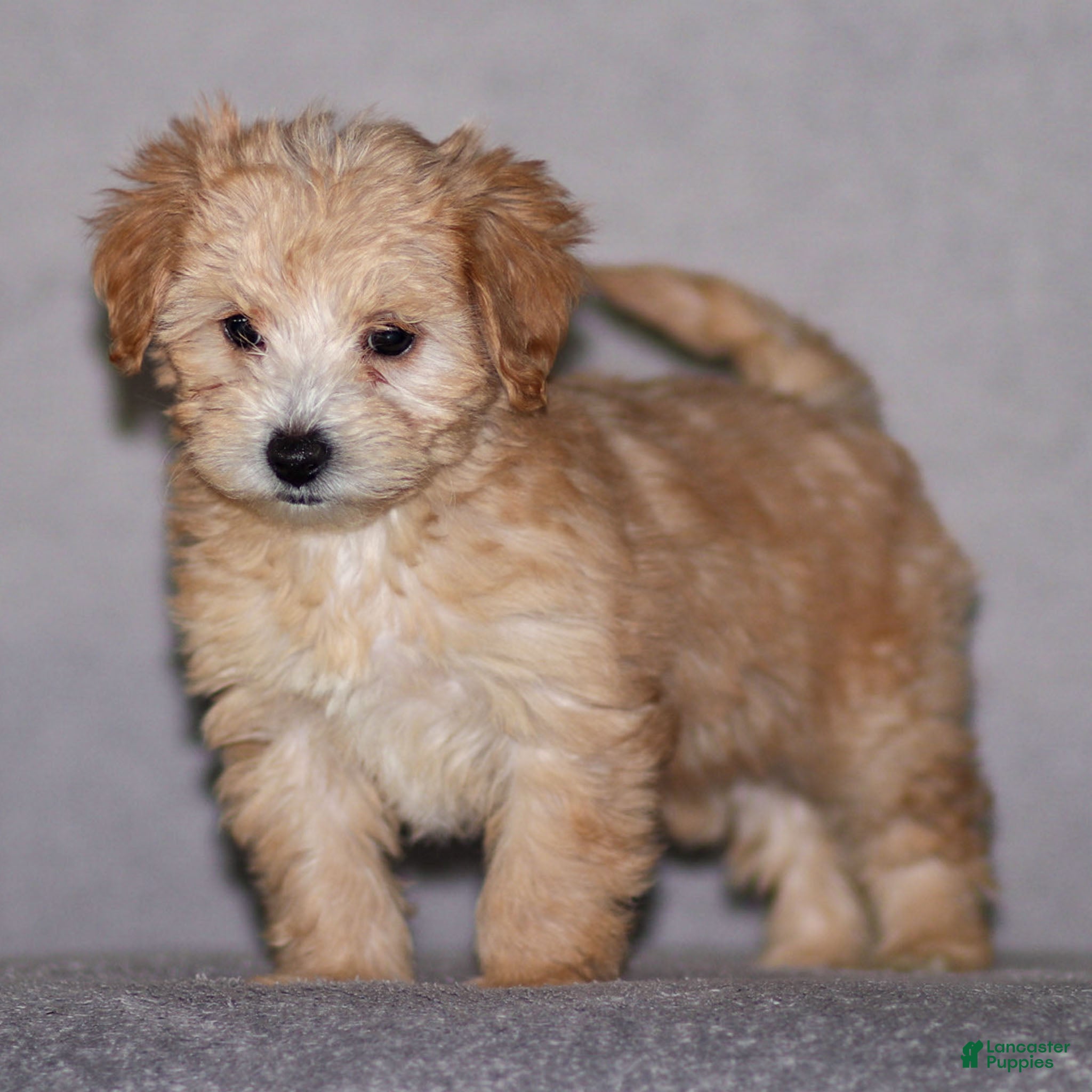 Maltipoo dogs Sondra - Ad 17