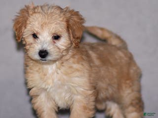 Maltipoo dogs Sondra - Ad 30