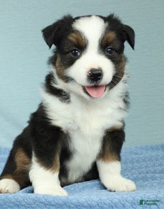Miniature Australian Shepherd dogs Oakley 🍁 - Ad 1