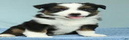 Miniature Australian Shepherd dogs for sale: Oakley 🍁 - Ad 1