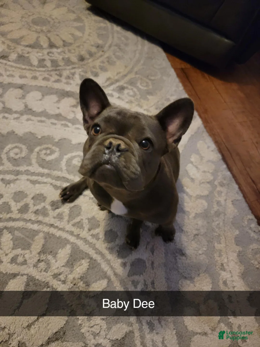 French Bulldog dogs for sale: French Bulldog 2 - Ad 2