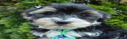 Yorkiepoo dogs for sale: Walter - Ad 10