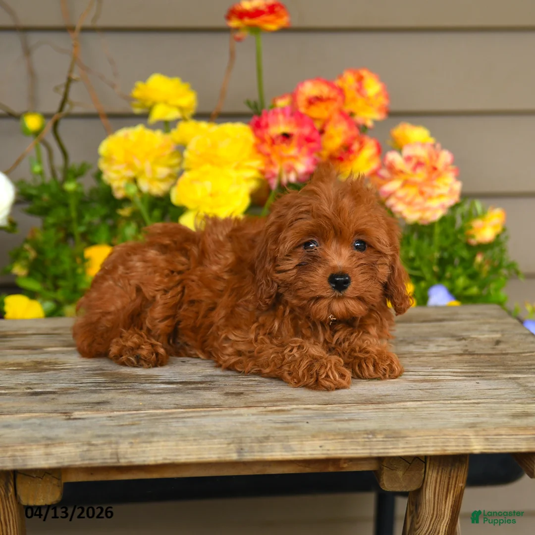 Cavapoo dogs for sale: Autumn - Ad 5