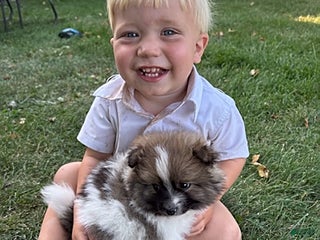 Pomeranian dogs - Ad 25