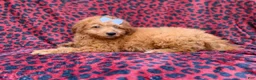 Mini Goldendoodle dogs for sale: Darcy - Ad 6