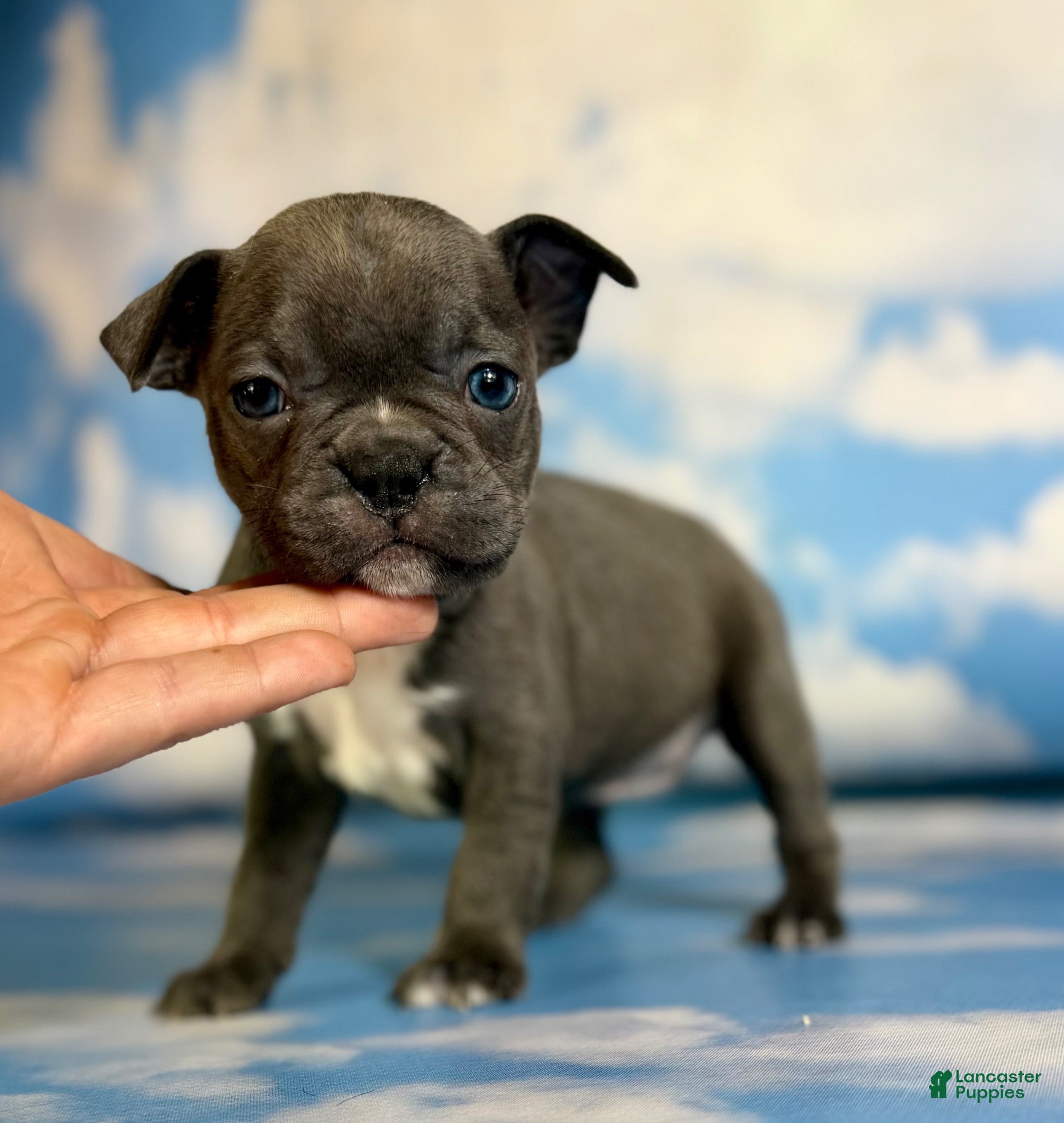 Frenchton dogs Lexi - Ad 1