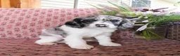 Cockalier dogs for sale: Atlantic  - Ad 4