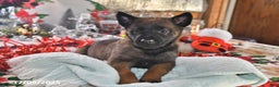 Belgian Malinois dogs for sale: Finn - Ad 4