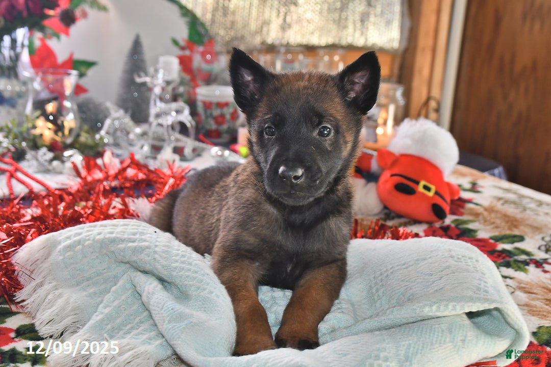 Belgian Malinois dogs for sale: Finn - Ad 4