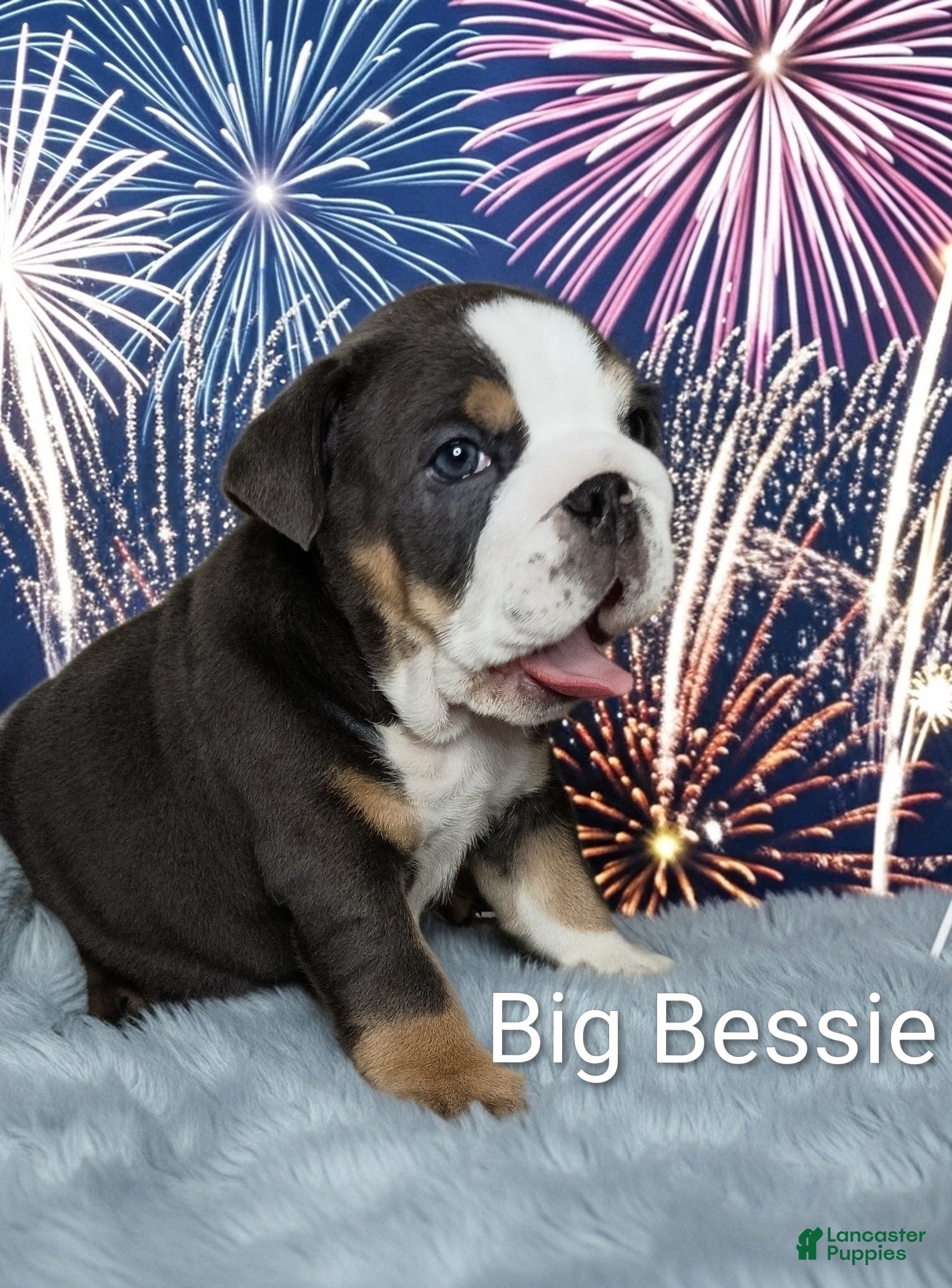 English Bulldog dogs Big Bessie - Ad 6