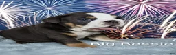 English Bulldog dogs for sale: Big Bessie - Ad 2