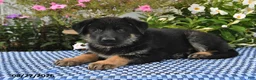 German Shepherd dogs for sale: Atlas - Ad 4