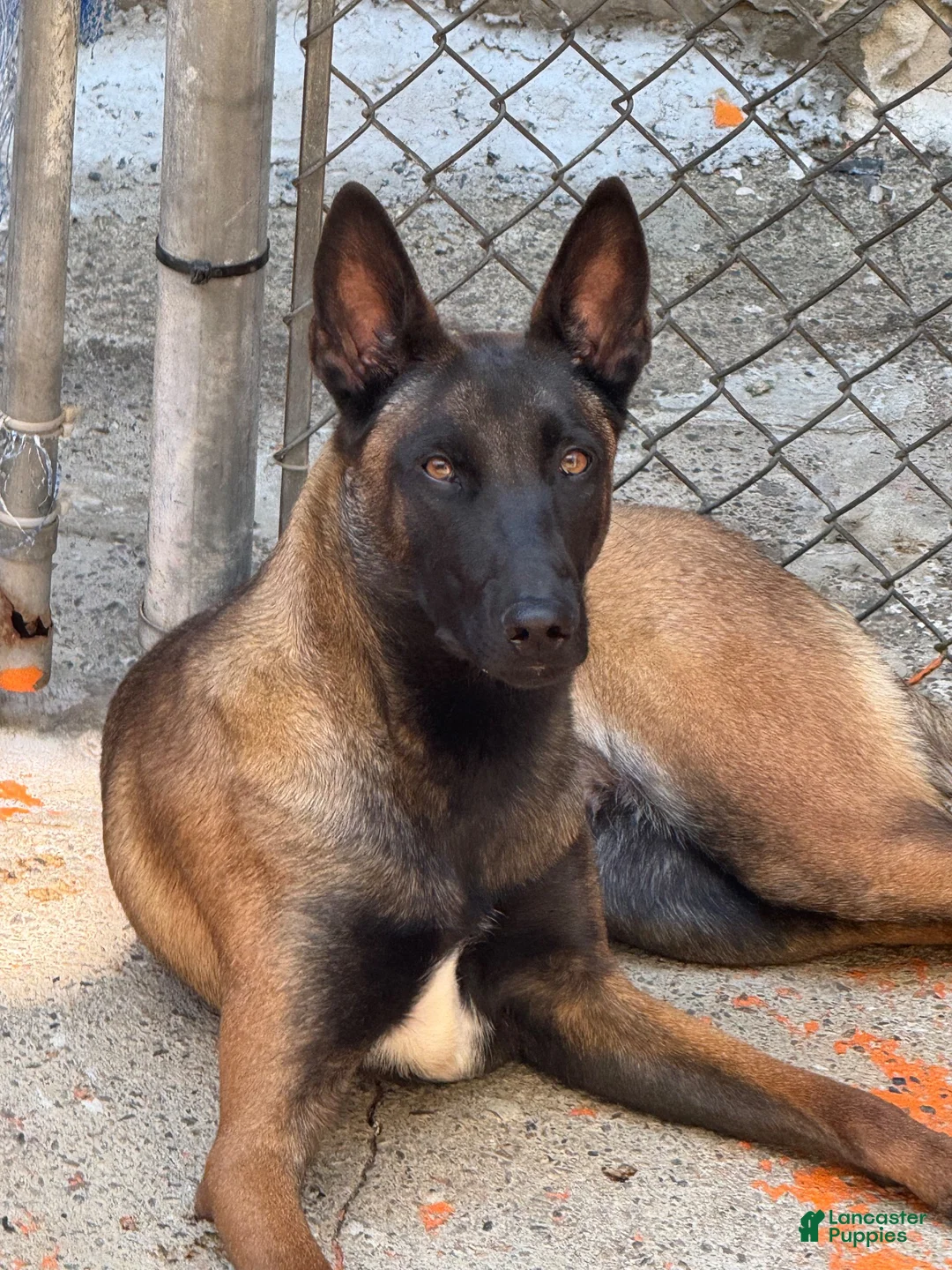 Belgian Malinois dogs for sale: Belgian Malinois 4 - Ad 2