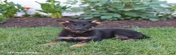German Shepherd dogs for sale: Skye - Ad 4