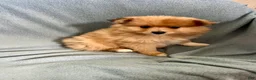 Mixed Breed dogs for sale: Kenny - Ad 3