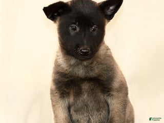 Belgian Malinois dogs Craig - Ad 41