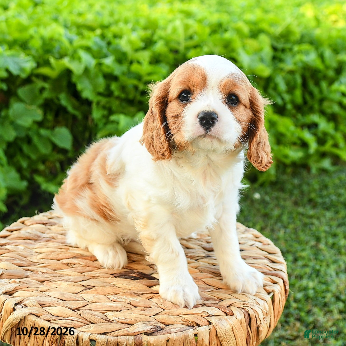 Cavalier King Charles Spaniel dogs for sale: Sheila - Ad 1