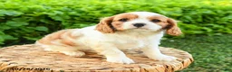 Cavalier King Charles Spaniel dogs for sale: Sheila - Ad 1