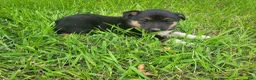 Mixed Breed dogs for sale: Stacy  - Ad 4