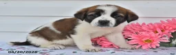 Saint Bernard dogs for sale: Brittany - Ad 3