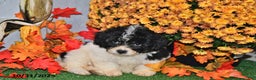 Teddy Bear dogs for sale: Nate - Ad 3