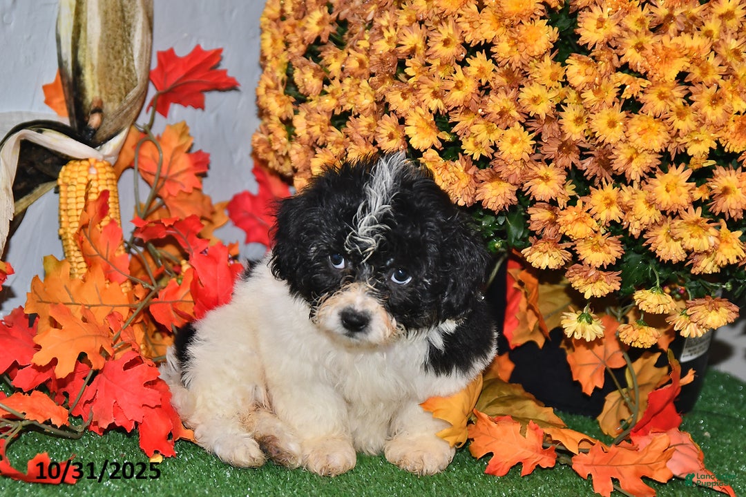 Teddy Bear dogs for sale: Nate - Ad 3