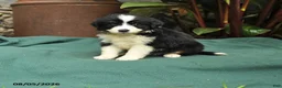 Miniature Australian Shepherd dogs for sale: Summer - Ad 1