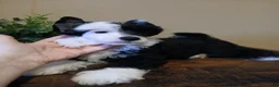 Chinese Crested dogs for sale: Pluto - Ad 4