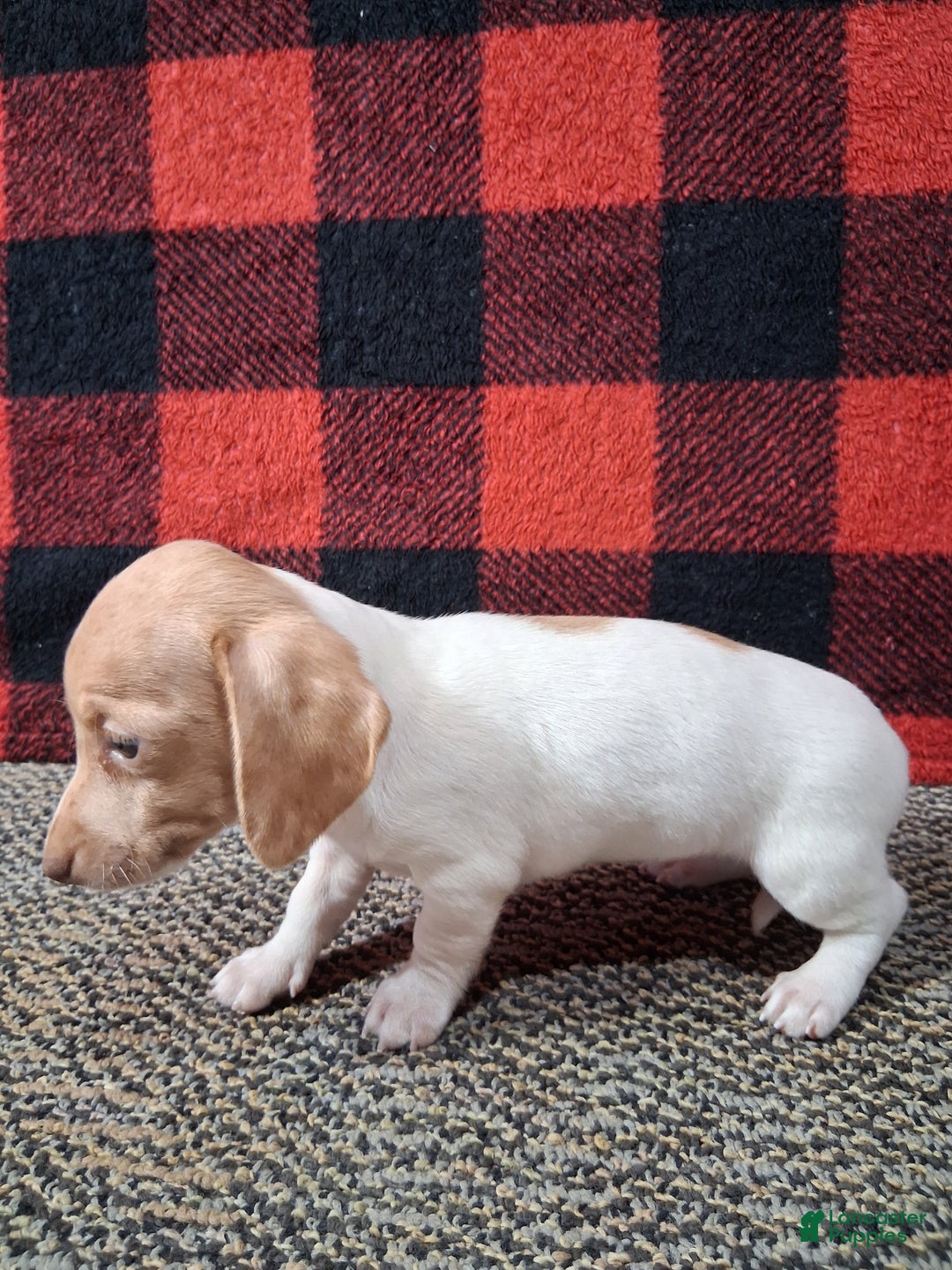 Miniature Dachshund dogs for sale: Angela - Ad 3
