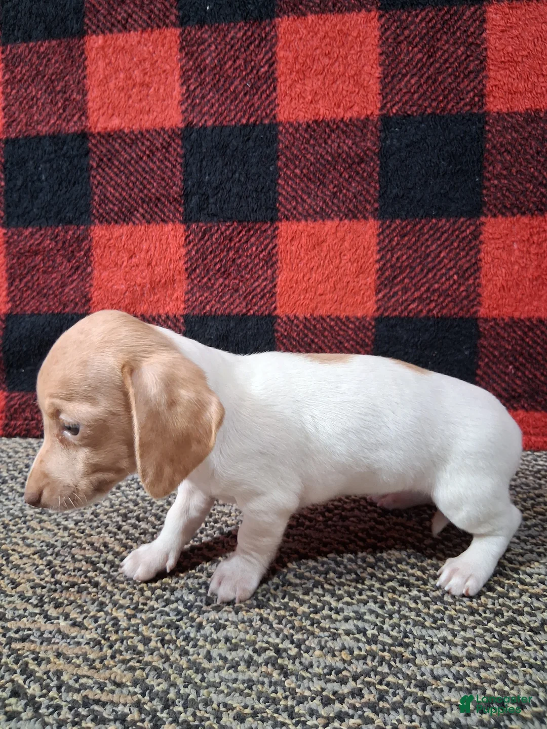 Miniature Dachshund dogs for sale: Angela - Ad 3