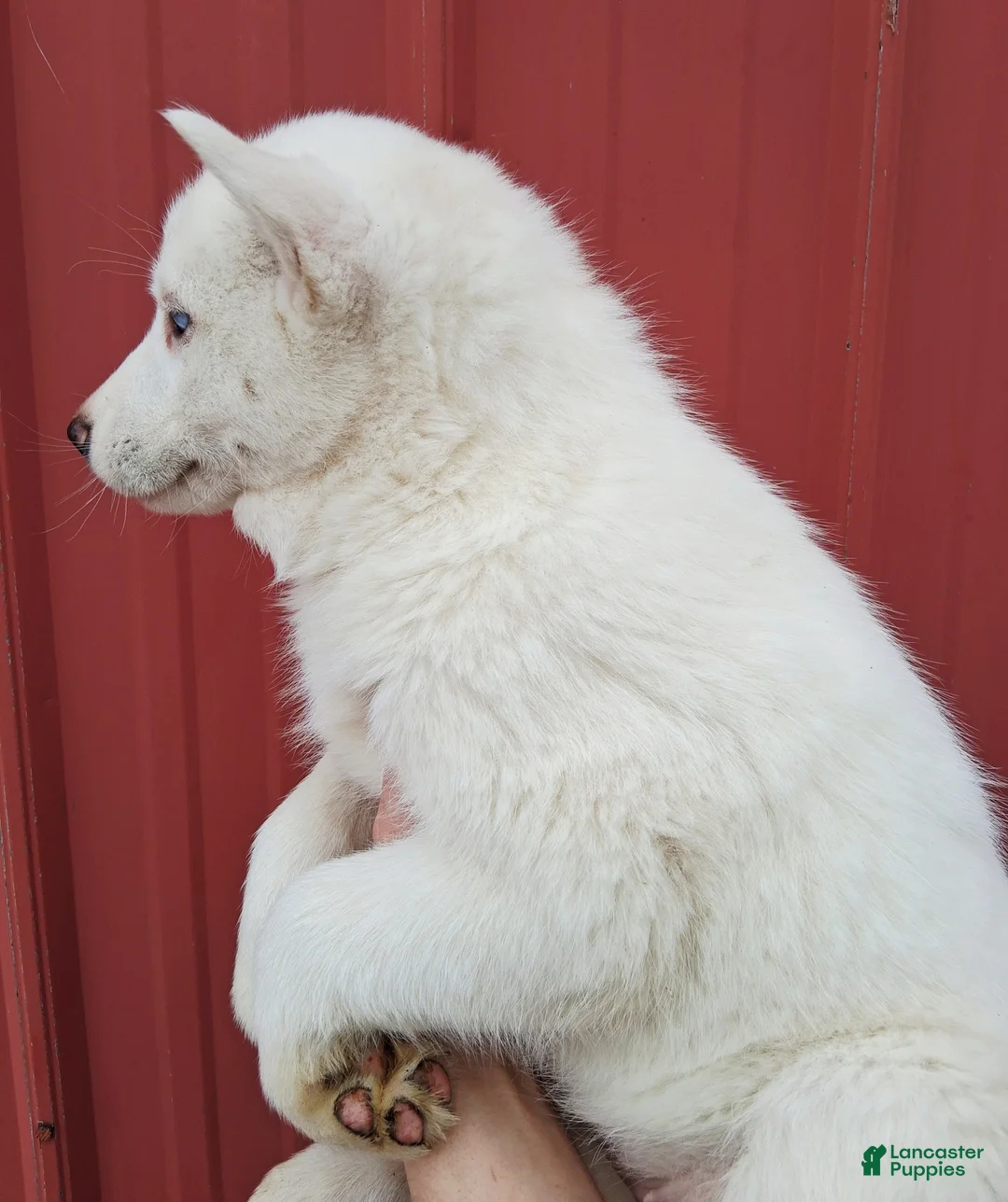 Siberian Husky dogs for sale: Snow White  - Ad 3
