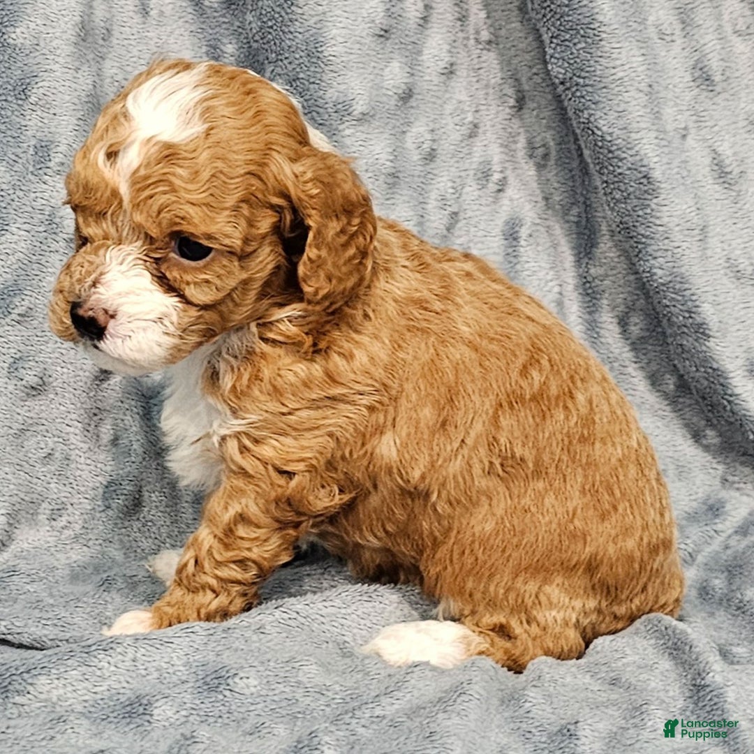 Standard Poodle dogs for sale: Chloe - Ad 3