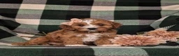 Cavapoo dogs for sale: Tracy - Ad 3