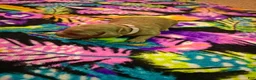 Mini Goldendoodle dogs for sale: lucy - Ad 22