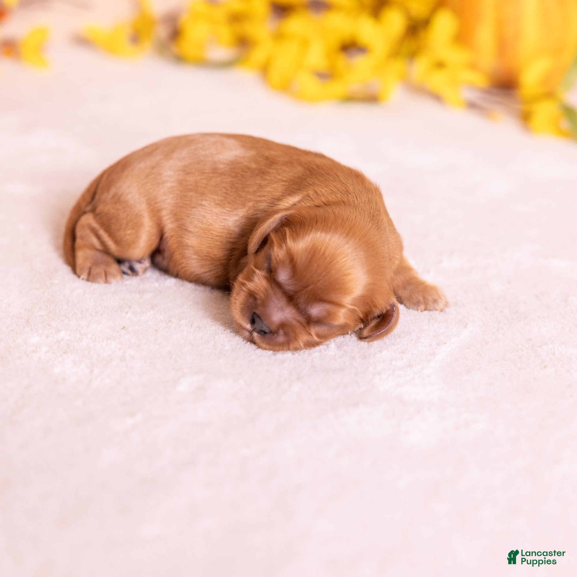 Cavalier King Charles Spaniel dogs for sale: Rudy - Ad 2