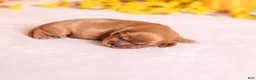 Cavalier King Charles Spaniel dogs for sale: Rudy - Ad 2