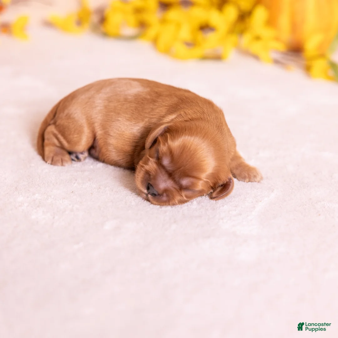Cavalier King Charles Spaniel dogs for sale: Rudy - Ad 2
