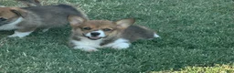 Welsh Corgi Pembroke dogs for sale: Welsh Corgi Pembroke Puppy 3 - Ad 1