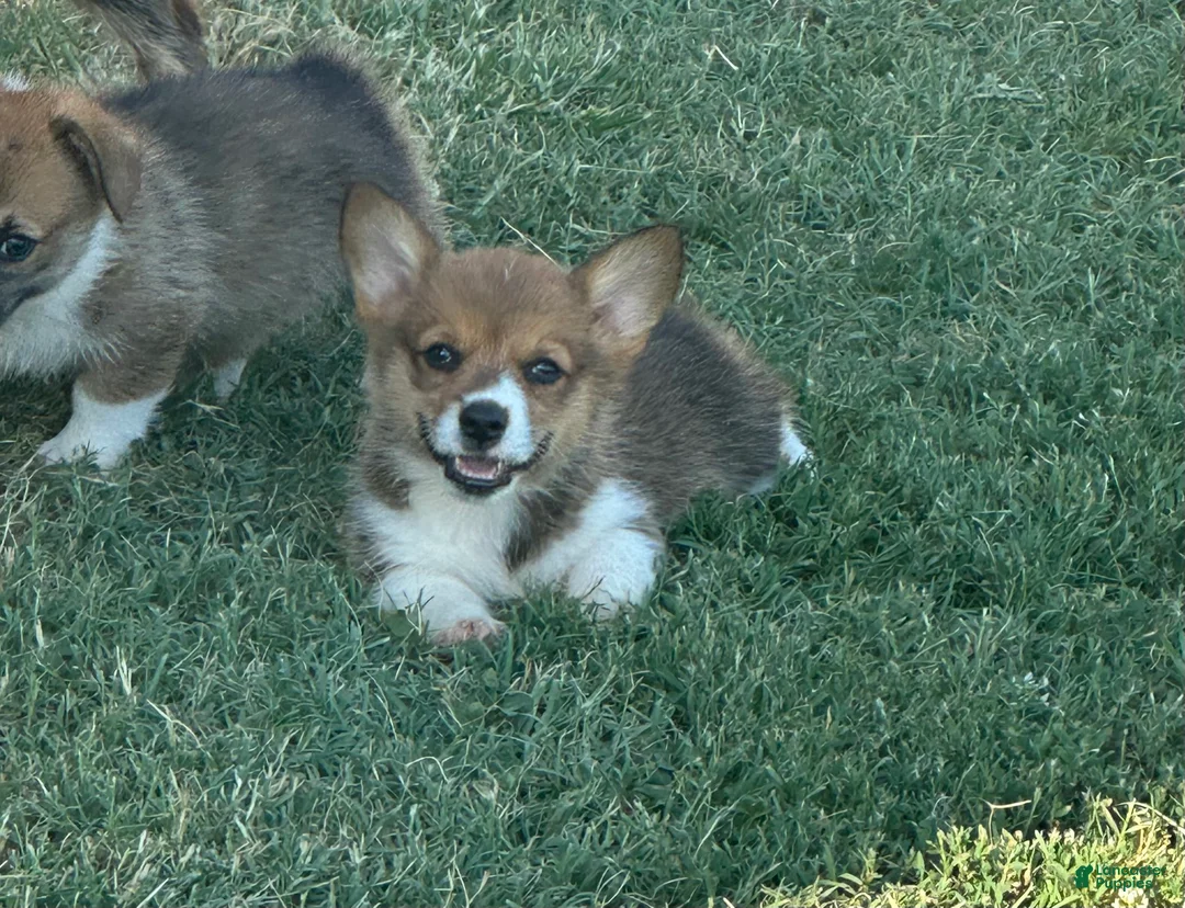 Welsh Corgi Pembroke dogs for sale: Welsh Corgi Pembroke Puppy 3 - Ad 1
