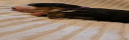 Bernese Mountain Dog dogs for sale: Bernese Mountain Dog 2 - Ad 4