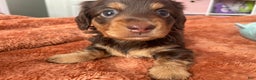 Dachshund dogs for sale: Peaches  - Ad 2