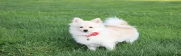 Pomeranian dogs for sale: Cooper  - Ad 9