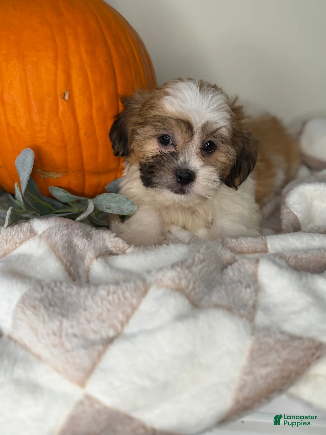 Maltipoo dogs for sale: Winston  - Ad 6
